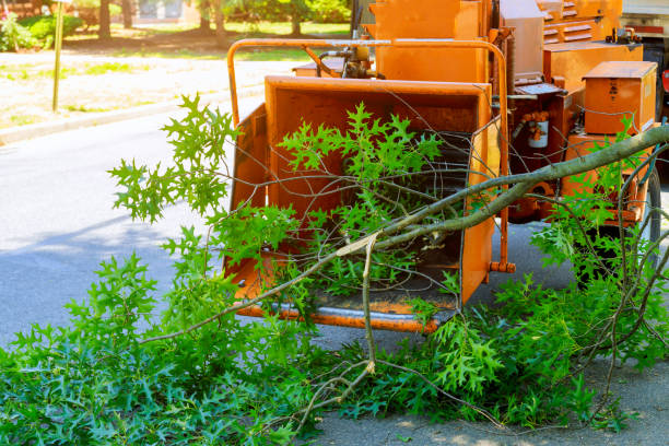 Lawn Pest Prevention in Progress, PA